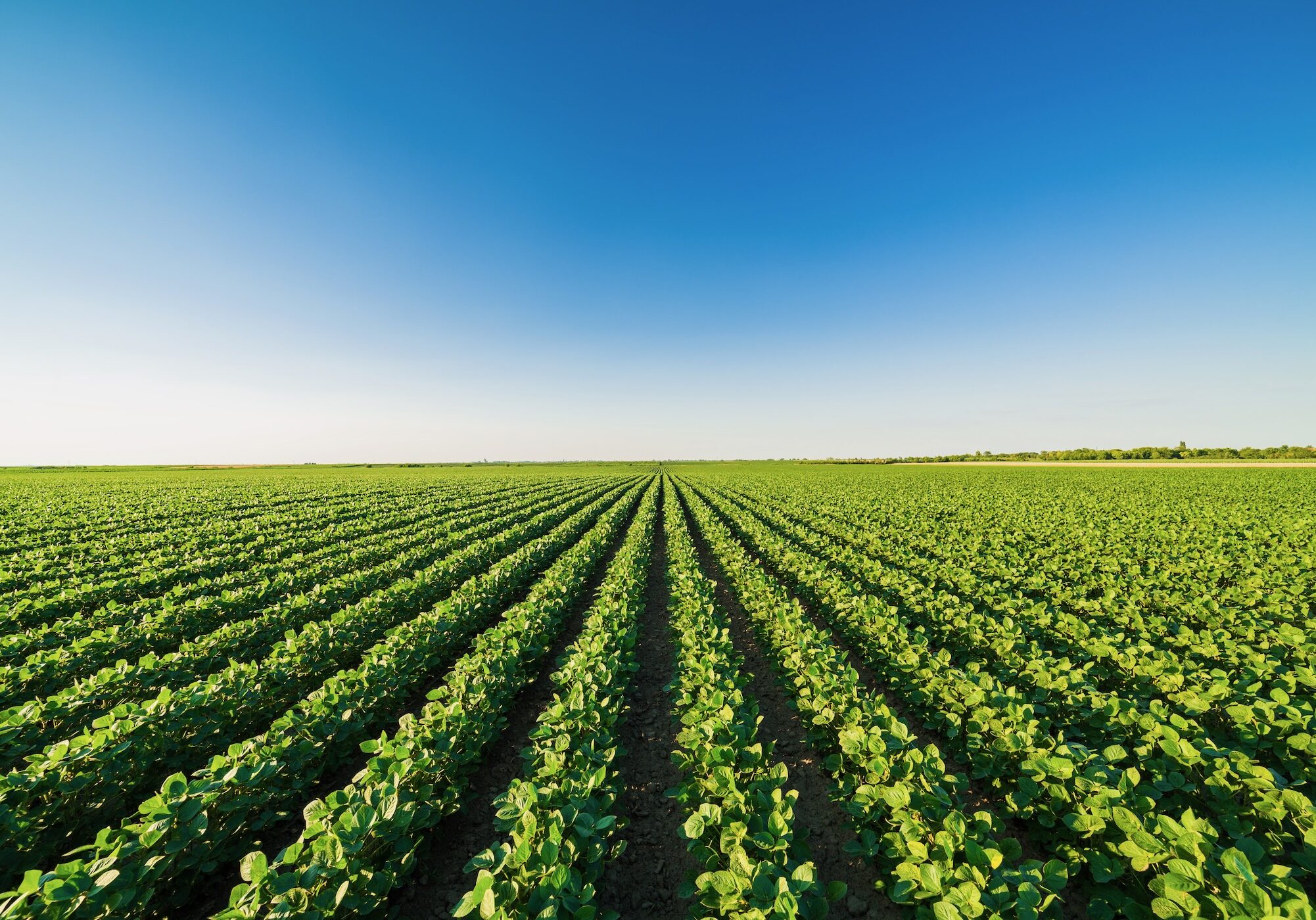 Green ripening soybean field, agricultural landscape